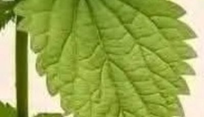 Nettle Cleansing & Vitality Recipe