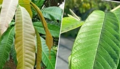 The four medicinal leaves: Avocado leaves, mango leaves, bay leaves, and guava leaves