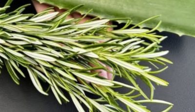 Unlock the Detoxifying Power of Aloe Vera