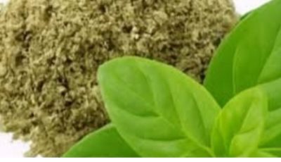 Oregano: The Small Plant with Big Health Benefits