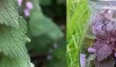 Purple Dead Nettle (Lamium purpureum): A Wild Ally for Circulation and Heart Health