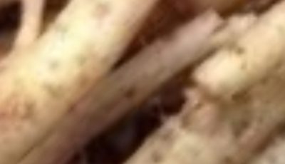 The Powerful Plant That May Support Cancer Treatment: A Closer Look at the Benefits of the Greater Burdock Root