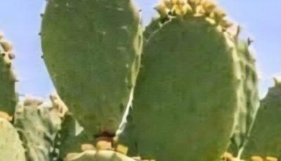 CACTUS OR CACTUS KNOWN AS PLANT OF LIFE
