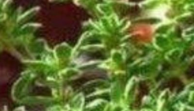 The Quiet Power of Nature: Herbs That Support Balance, Energy, and Well-Being
