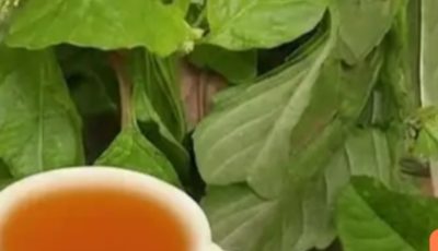 The Best Herbs To TREAT Enlarged Prostate (BPH) – Nature’s Hidden Allies You’re Probably Overlooking