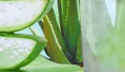 Aloe Vera with Cinnamon: The Home Remedy That Protects Your Health and Vision