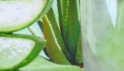 Aloe Vera with Cinnamon: The Home Remedy That Protects Your Health and Vision