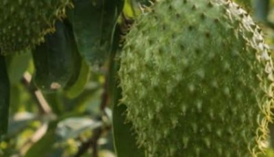 Feuilles de corossol : le secret naturel pour réduire l’inflammation et renforcer votre organisme
