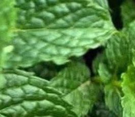 Peppermint juice with lemon: benefits, medicinal uses and how to prepare it correctly