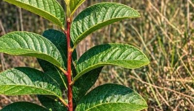 Guava Leaves: Surprising Health Benefits and Safe Uses for Seniors