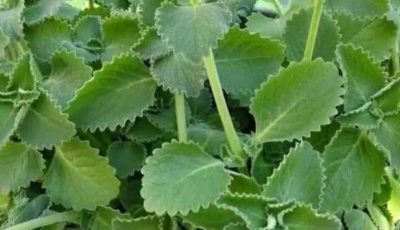 Cuban Oregano (Indian Borage) Garlic Tea