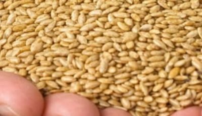 Alpiste: The Miracle Seed of Nature (Benefits, Uses, and How to Consume It)