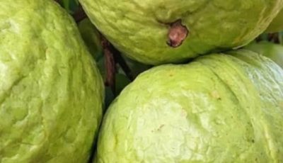 Guava Recipes for Balanced Blood Sugar and Stronger Hair – Natural Remedies that Work