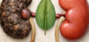 🌿 Gentle Plant-Based Daily Habits to Support Kidney Health Naturally
