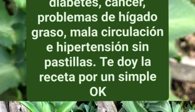 Search Results for: kalanchoe is a medicinal plant