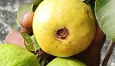 Guava Leaf Tea: Can It Help Control Blood Sugar?