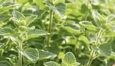 Oregano Leaf Remedy for Health