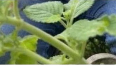 Dry Yeast for Plants: A Natural Plant Booster for Healthier Growth