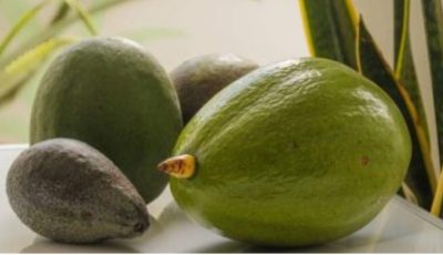 The Avocado Seed Triggers What Your Heart, Blood Sugar, and Circulation Have Been Missing