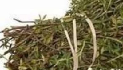 The Most Potent Herb That Destroys Parasites, Urinary Tract