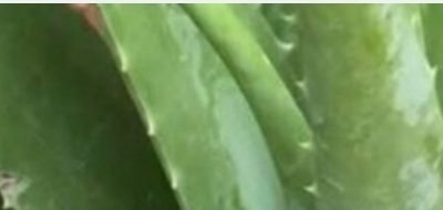 How to prepare aloe vera juice step by step