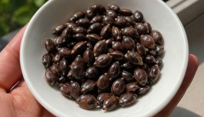 Apple Seeds and Cancer Claims: What Science Actually Says