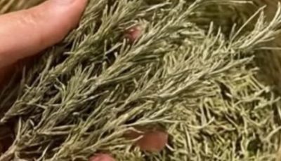 Bay Leaf, Rosemary & Clove Infuson