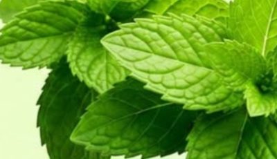Mint and Rosemary: A Natural Blend for Joint and Muscle Comfort