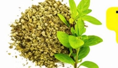 Oregano: Nature’s Most Powerful Herb and Its Health Benefits